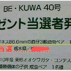 100%  正真正銘(yasukong)氏の能勢YG866系の血筋の累代幼虫を販売します。yasukong氏の血統の血しか入っていません！3匹 3000円です。の画像