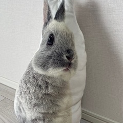 ニトリ うさぎクッション キキの画像
