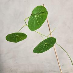 ステファニア　エレクタの画像