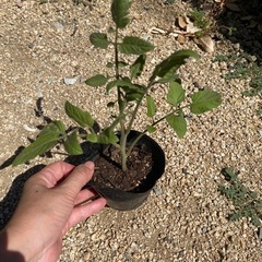 中玉トマト リコピンポン わき芽苗🌱の画像