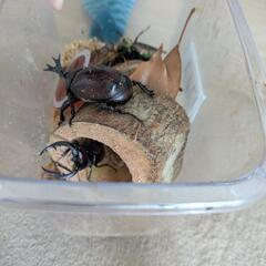 カブトムシノコギリクワガタ二匹ニジイロクワガタペアの画像