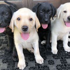 ラブラドールの子犬　女の子