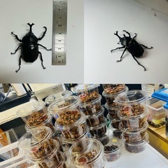 1000円~ 国産チビカブトムシ オス5匹 の画像