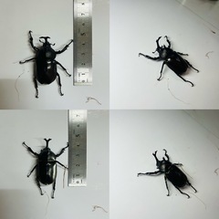 1000円~ 国産チビカブトムシ オス5匹 の画像