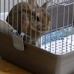 小動物ケージ（うさぎ）の画像