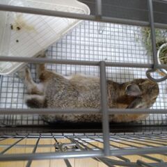 小動物ケージ（うさぎ）の画像
