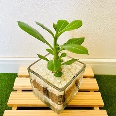 アデニウム　オベスム　観葉植物　多肉植物　ハイドロカルチャー【Ｂ】の画像