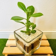 アデニウム　オベスム　観葉植物　多肉植物　ハイドロカルチャー【Ｂ】の画像