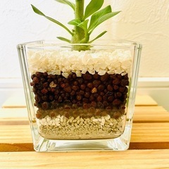 アデニウム　オベスム　観葉植物　多肉植物　ハイドロカルチャー【Ｂ】の画像