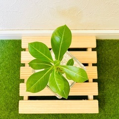 アデニウム　オベスム　観葉植物　多肉植物　ハイドロカルチャー【Ｂ】の画像