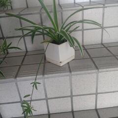 値下げ☆オリズルランの画像