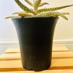 アロエ　ハイブリッド　観葉植物　多肉植物　鉢植え　そのまま飾れるの画像