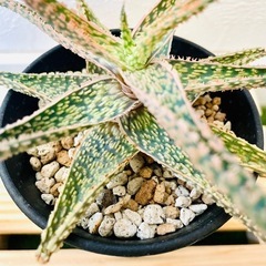 アロエ　ハイブリッド　観葉植物　多肉植物　鉢植え　そのまま飾れるの画像