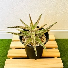 アロエ　ハイブリッド　観葉植物　多肉植物　鉢植え　そのまま飾れるの画像