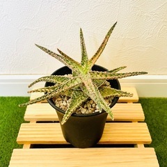 アロエ　ハイブリッド　観葉植物　多肉植物　鉢植え　そのまま飾れるの画像