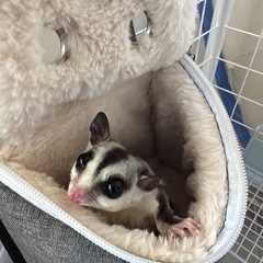 ［里親候補決定しました］フクロモモンガ ノーマル メス