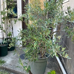 オリーブの木 10年以上　庭木　鉢植え　ガーデニング　植物の画像