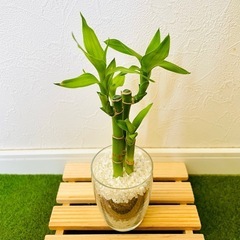 ミリオンバンブー　観葉植物　ハイドロカルチャー　の画像