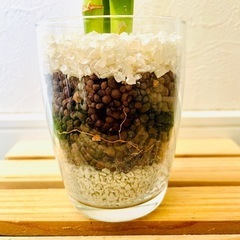 ミリオンバンブー　観葉植物　ハイドロカルチャー　の画像