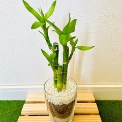 ミリオンバンブー　観葉植物　ハイドロカルチャー　の画像