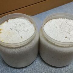 オオクワガタ（奈良輪川西）♂２匹 ¥500の画像