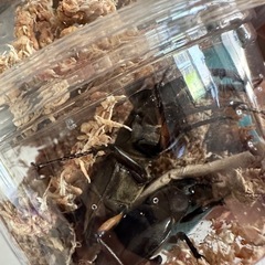 ノコギリクワガタミヤマクワガタヒラタクワガタカブトフルセット18匹オスメスペア早い者勝ちです！の画像