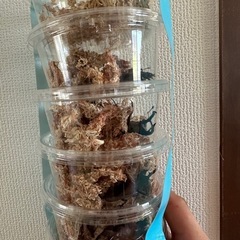 ノコギリクワガタミヤマクワガタヒラタクワガタカブトフルセット18匹オスメスペア早い者勝ちです！の画像