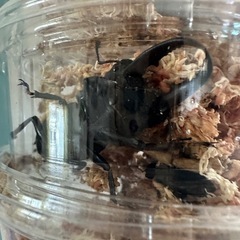 ノコギリクワガタミヤマクワガタヒラタクワガタカブトフルセット18匹オスメスペア早い者勝ちです！の画像