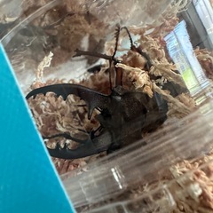 ノコギリクワガタミヤマクワガタヒラタクワガタカブトフルセット18匹オスメスペア早い者勝ちです！の画像