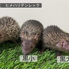 R7 6月生まれヒメハリテンレック
