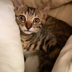 子猫の里親さん探しています。