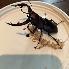 トカラノコギリクワガタ　ペアの画像