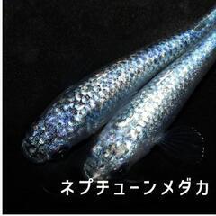 ネプチューン（海王星）若魚５匹の画像