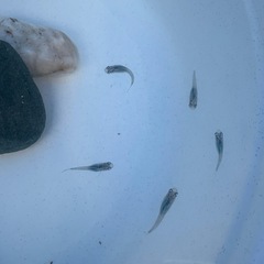 深海メダカ稚魚、、2の画像