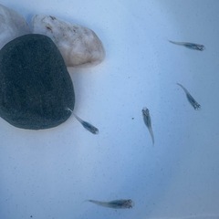深海メダカ稚魚、、2の画像