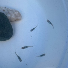 深海メダカ稚魚、、2の画像