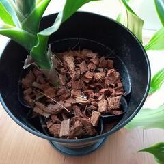 観葉植物の画像