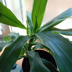 観葉植物の画像