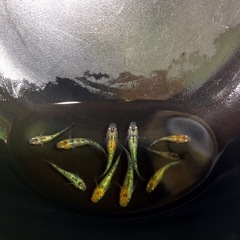 輝きのyurisis💐メダカ若魚10匹の画像