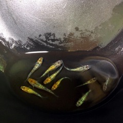 輝きのyurisis💐メダカ若魚10匹の画像