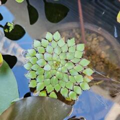 《お取引中》水生植物『ガガブタ5株・ウォーターダイヤ1株』の画像