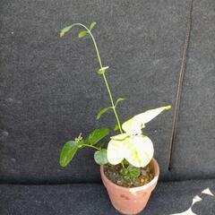 ピカケジェイド品種　香り強い　八重咲き　ボタン咲き　四季咲きジャスミンの画像