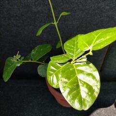 ピカケジェイド品種　香り強い　八重咲き　ボタン咲き　四季咲きジャスミンの画像