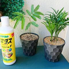 🌳無料 観葉植物🌳エバーフレッシュ テーブルヤシ 鉢付き 2点セットの画像