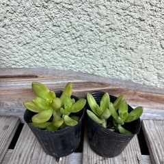 取引者決定　多肉植物　カット苗　2苗の画像