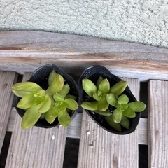 取引者決定　多肉植物　カット苗　2苗の画像