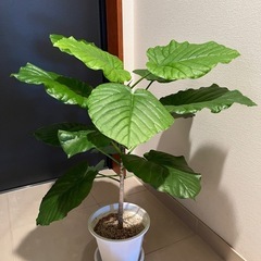 観葉植物　フィカスウンベラータ Aの画像