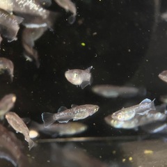 若魚　現物出品　ミッドナイトフリル
　ラメタイプ　30匹　の画像