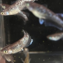 若魚　現物出品　ミッドナイトフリル
　ラメタイプ　30匹　の画像