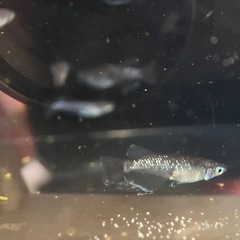 若魚　現物出品　ミッドナイトフリル
　ラメタイプ　30匹　の画像